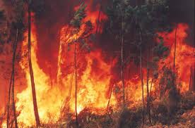Vale, Governo De Minas E Ong Firmam Convênio Para Combater Incêndio Em Minas